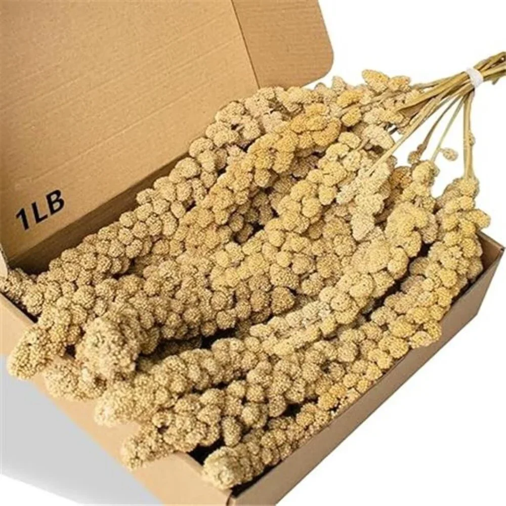 1LB Spray Millet Treat for Birds Parakeets, Natural Sun-Dried Birds Millet